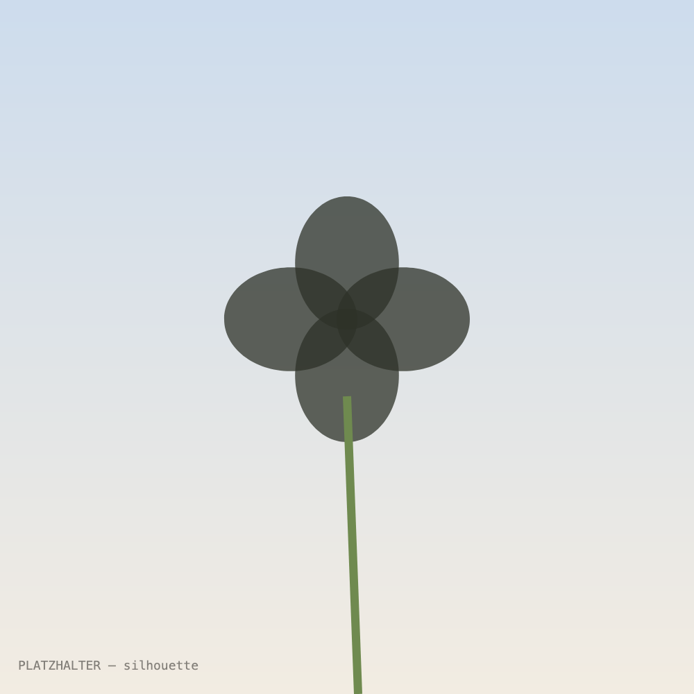Silhouette einer Mohnblüte.