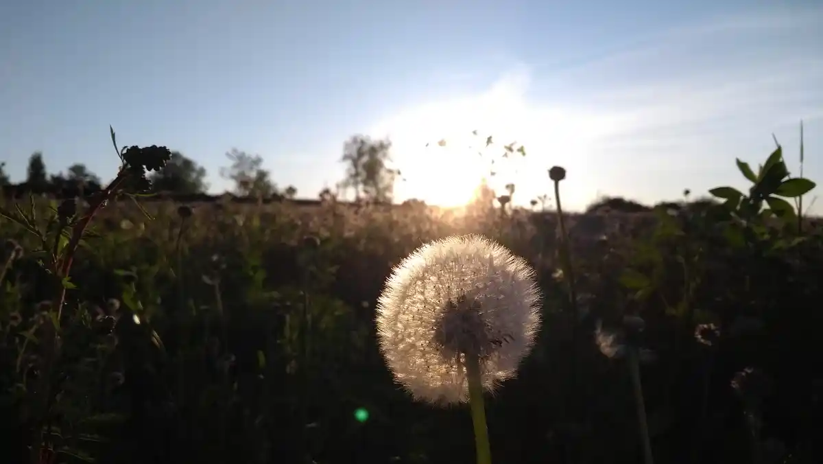 Voll geöffnete Mohnblüte.