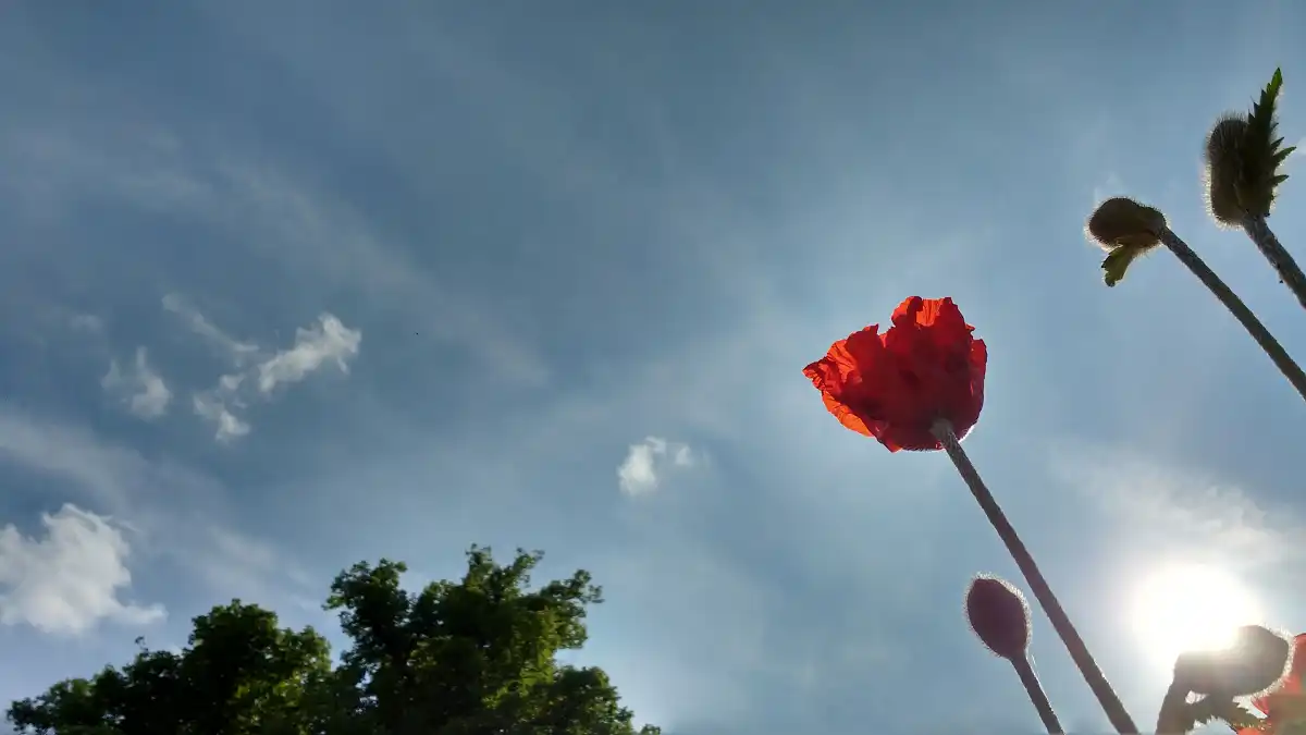 Eine einzelne rote Mohnblüte vor weitem, hellem Himmel.